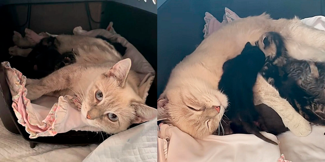 Мужчина спас упитанного кота, но это оказалась беременная кошка