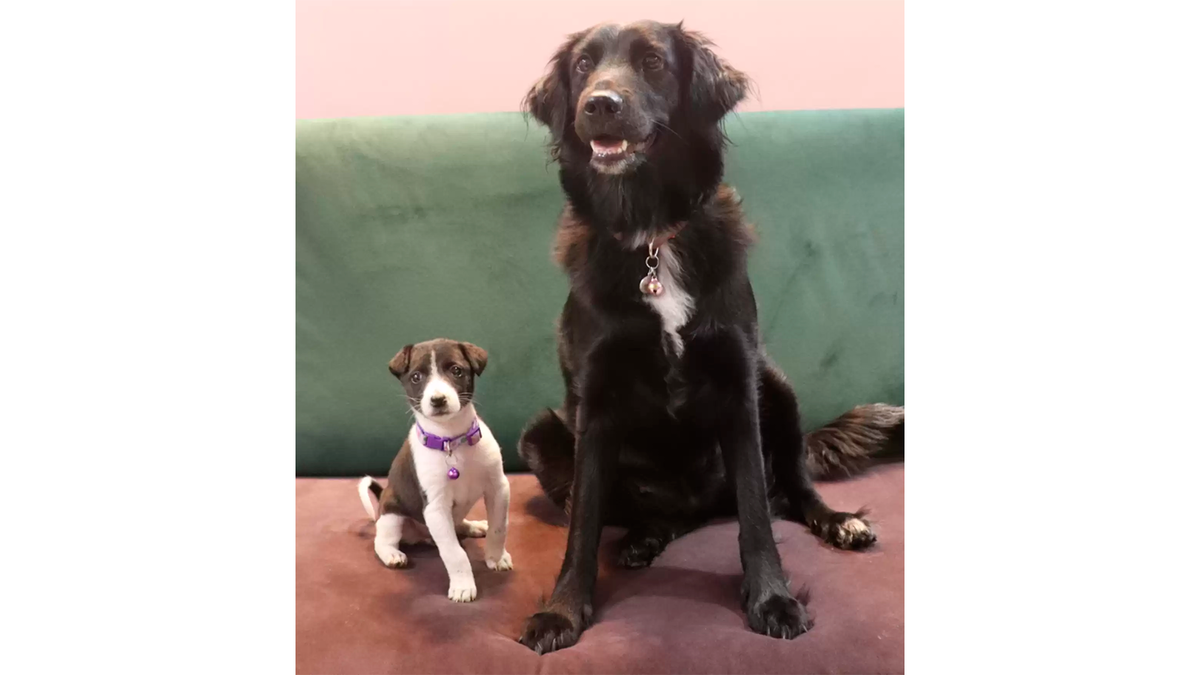    Юки успела подружиться со взрослой собакой Бейли