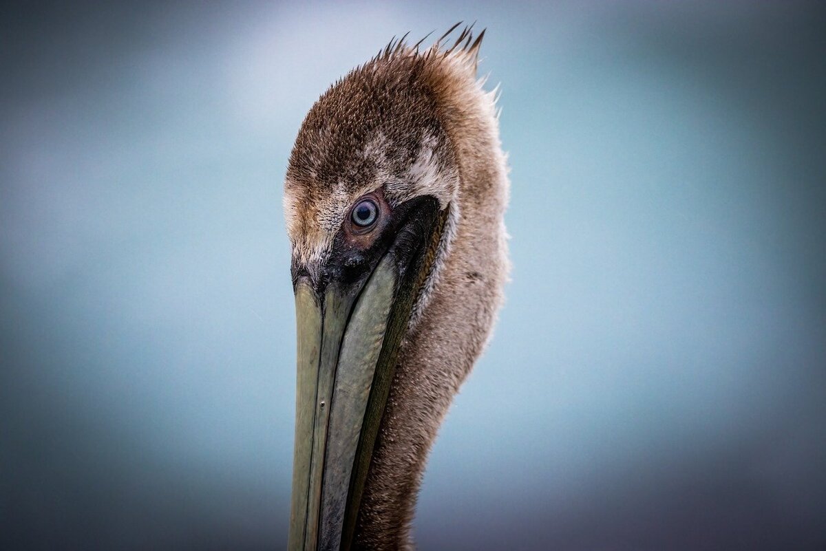 Фотография из открытого источника pixabay com