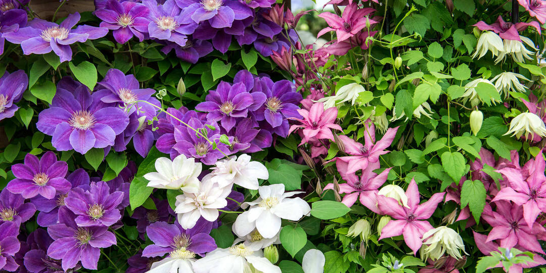 💖5 сортов клематиса, цветущих все лето, они и по обрезке просты. Плюс ленивый способ размножения кустов