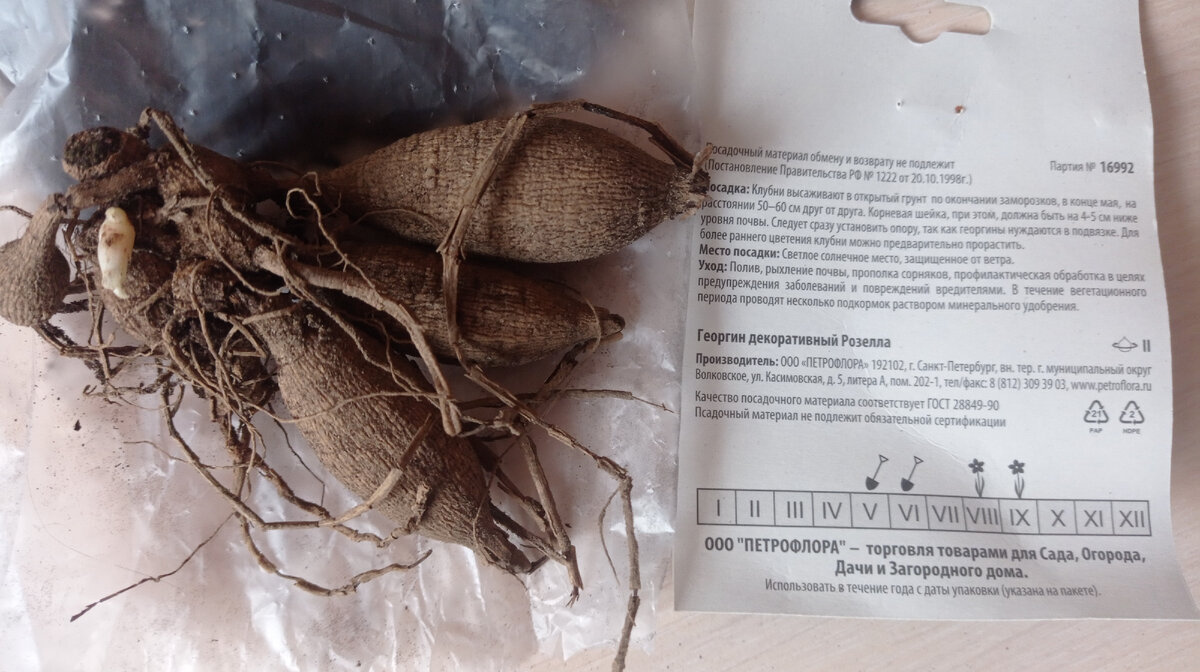 Клубень маленький, да и росточек не велик, но все же он есть