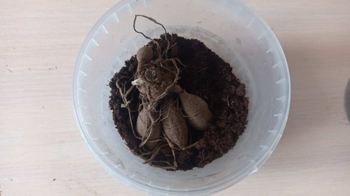 Обычный пластиковый контейнер - решила что весной перевалю из него георгин в землю. Листайте галерею