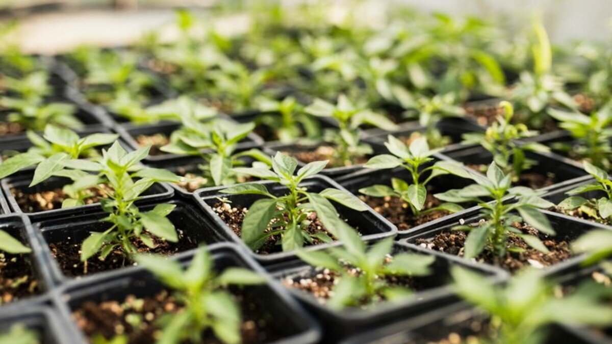 Посадка рассады в 2023 году по лунному календарю. Когда сеять помидоры в апреле. Когда сажать помидоры на рассаду. Посадка томатов в апреле 2024. Когда сажать помидоры в апреле.