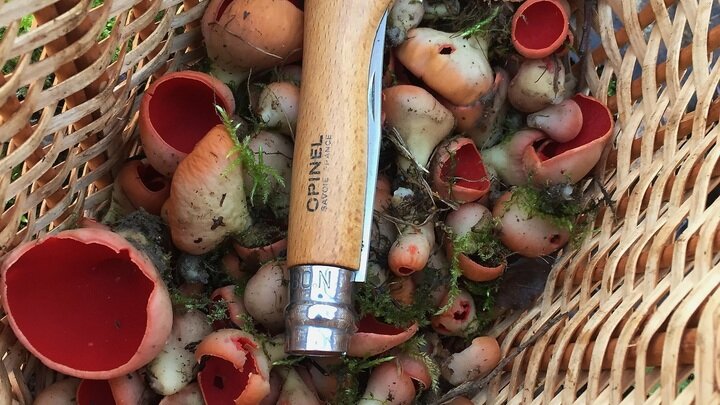 Фото комлесхоза Московской области.