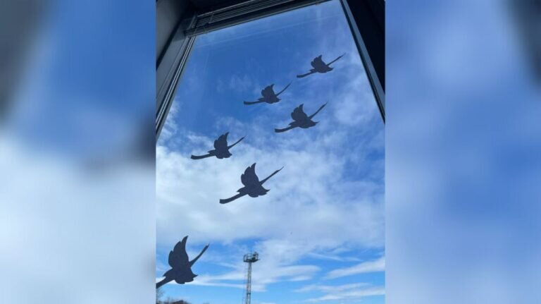    Школы Оренбурга 31 марта участвуют в акции «Крокус памяти» Белов Михаил Александрович