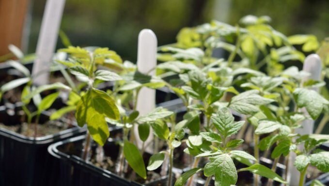 Выбирайте сорта в зависимости от своих потребностей и запросов, к тому же обратите внимание подходит ли томат для выращивания в вашем регионе. 