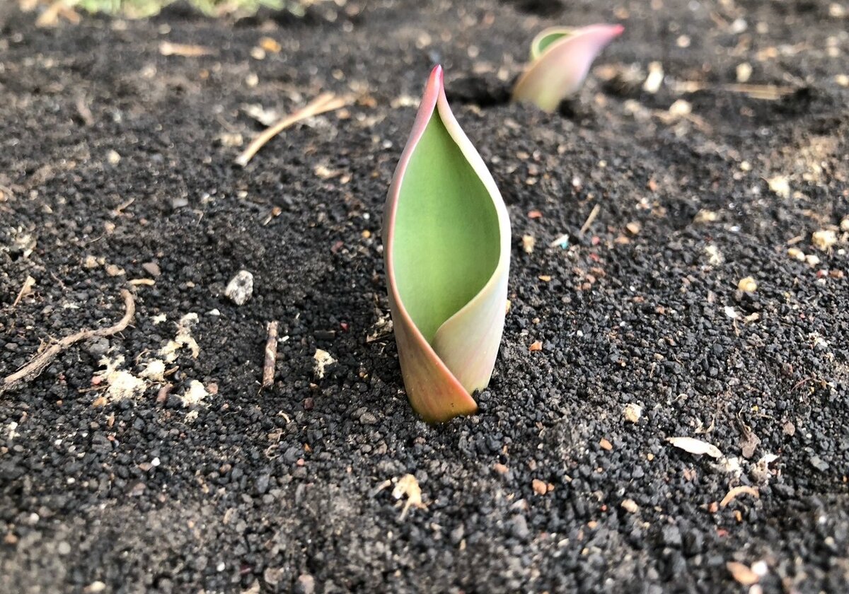 Подходящие условия гарантируют не только своевременные всходы, но и красивое цветение