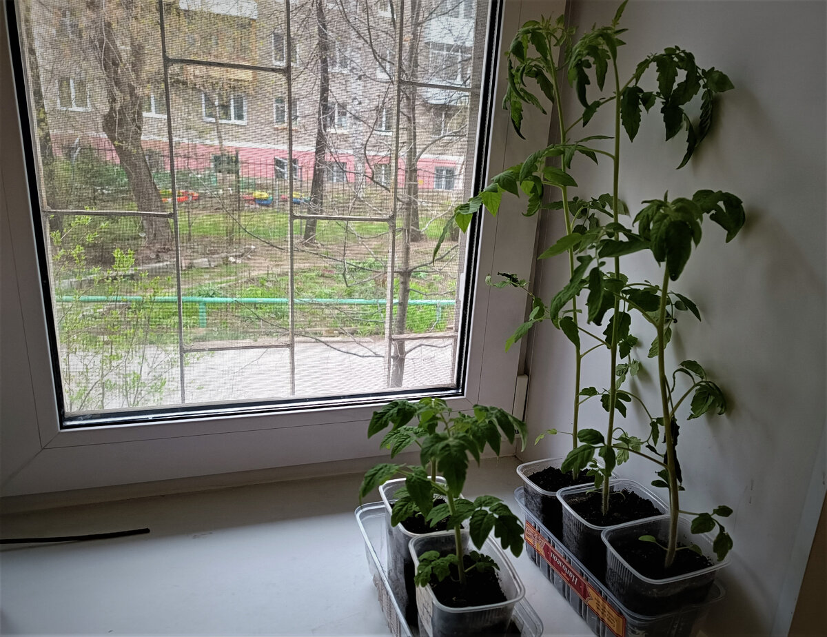 вот для сравнения - рассада индетов и детерминантов. Обе в хорошем состоянии. Угадайте, кто из них "крепенький"?