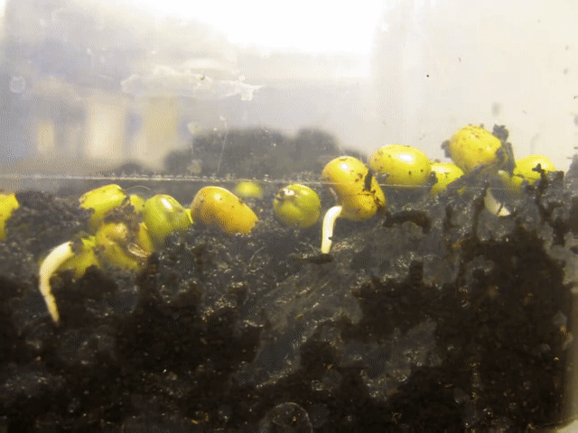 Фото: Яндекс картинки