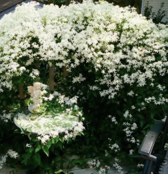 Фото на этикетке упаковки с семенами