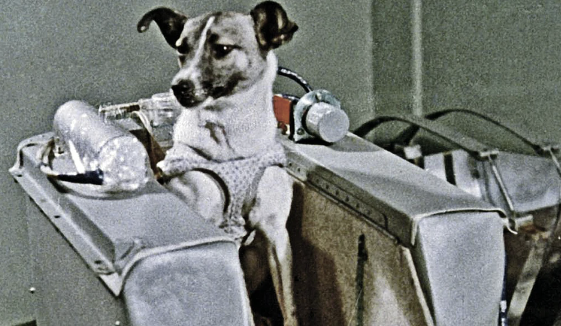 Собака лайка 1957. Лайка космонавт 1957. Космическая собака лайка. Собака лайка 1957. Космическая собака лайка.