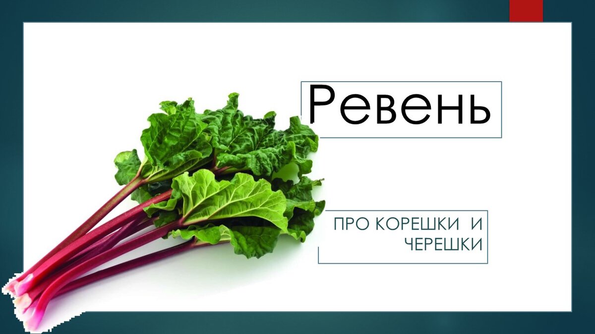 Ревень. Про корешки и черешки | Невыдуманные истории еды | Дзен