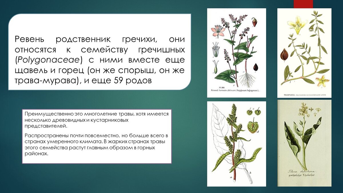 (коллаж собственность канала "Невыдуманные истории еды")