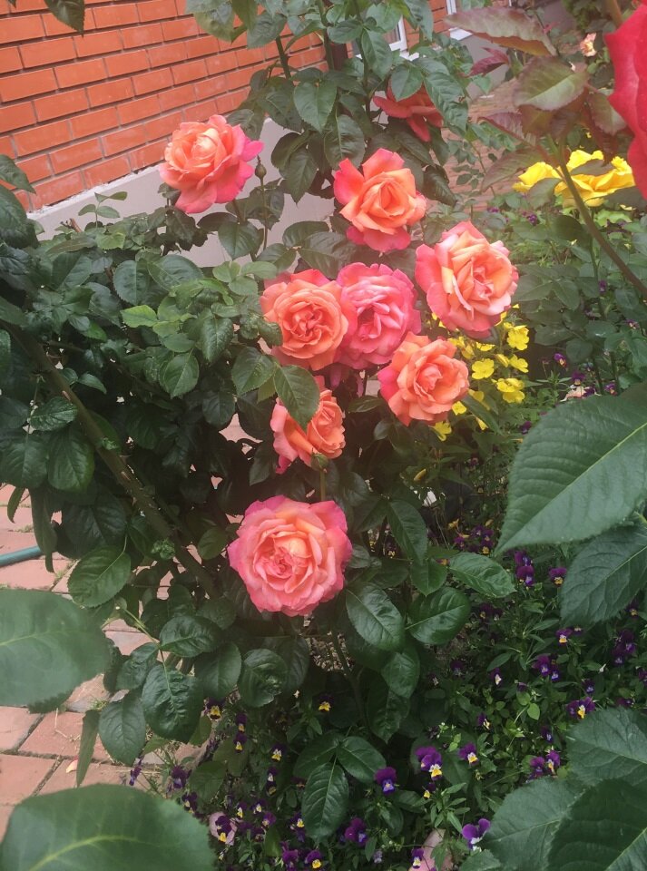 Цветение в год покупки розы ЗКС