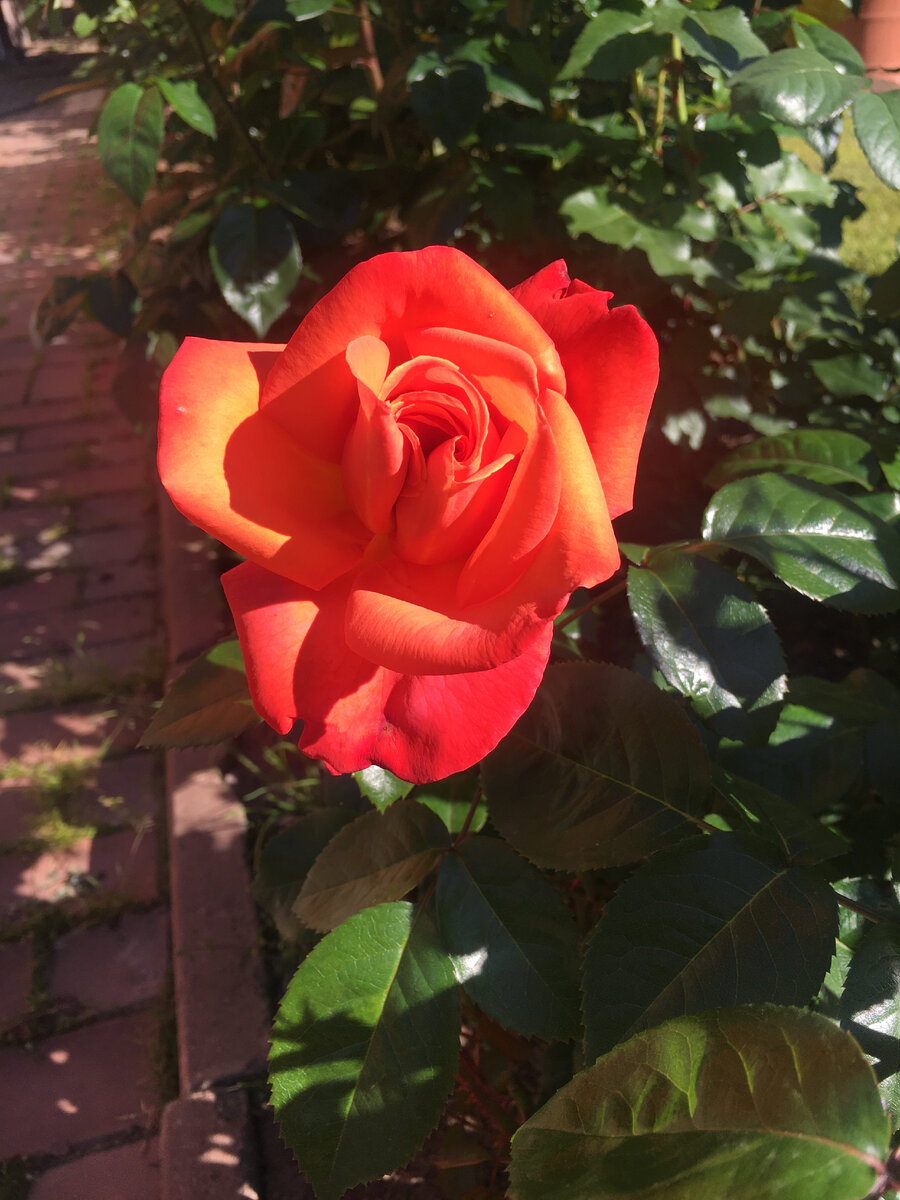 Цветение второй волны сентябрь 2023 года