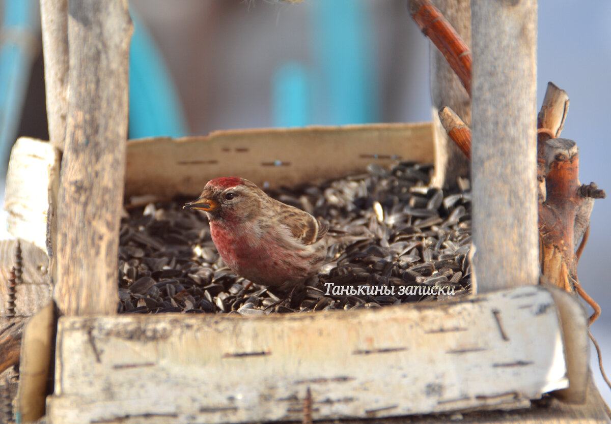 Чечётка на кормушке