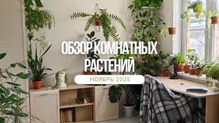 ОБЗОР КОМНАТНЫХ РАСТЕНИЙ. Ноябрь 2023