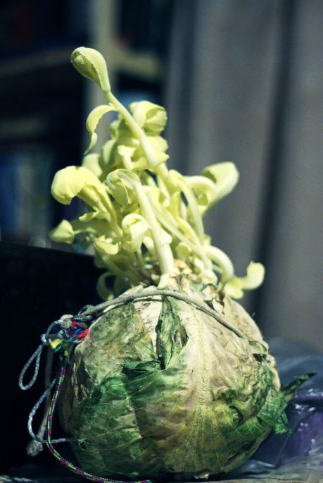 капуста сидела в подполе, на картошку глядела да и проросла