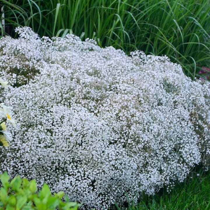 Гипсофила метельчатая паникулата. Гипсофила метельчатая (Gypsophila paniculata). Гипсофила метельчатая (Качим). Гипсофила White.