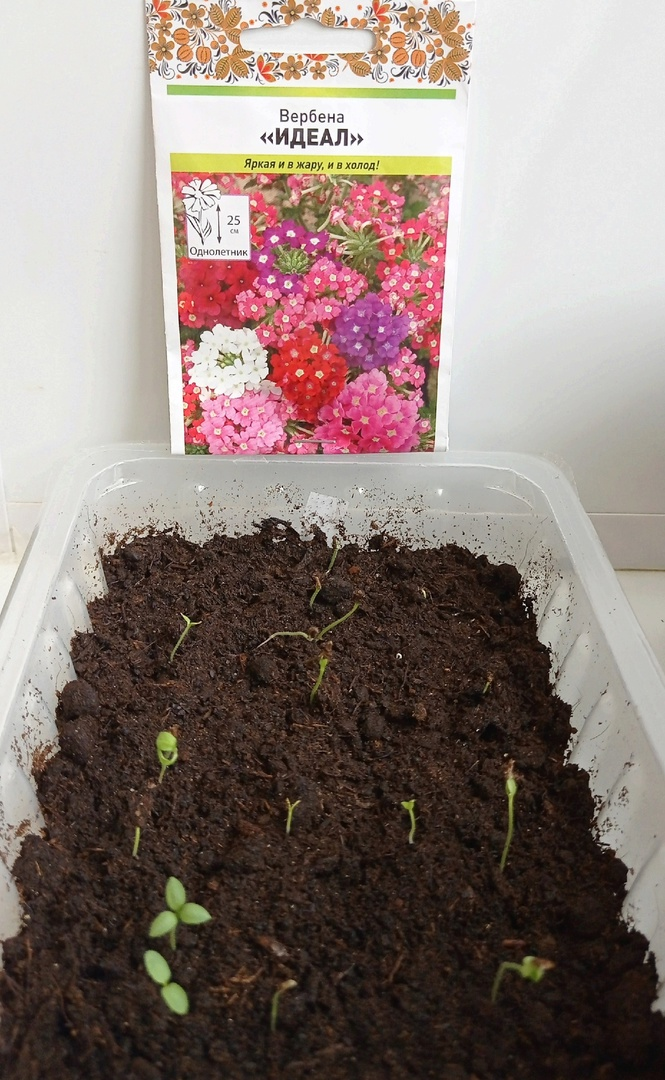 всходы помидоров. посадка семян помидор в марте 2024. посадка семян томатов. посадка семян помидор в марте 2024. сажаем семена томатов на рассаду.