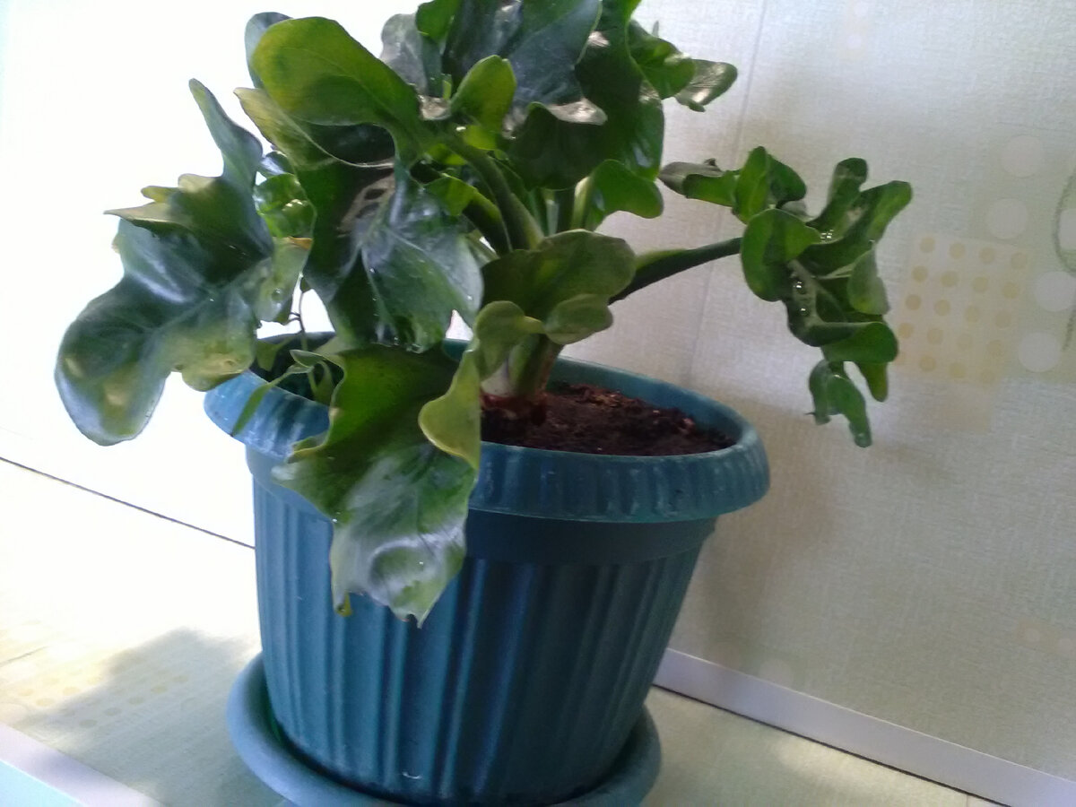 Филодендрон "Атом"