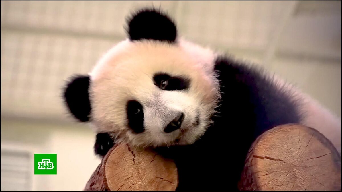    В Московском зоопарке рассказали, когда панду Катюшу заберут в Китай