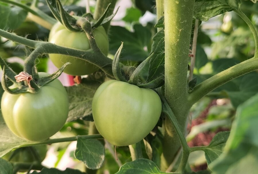 Выращивание томатов. Главное подобрать хорошие сорта