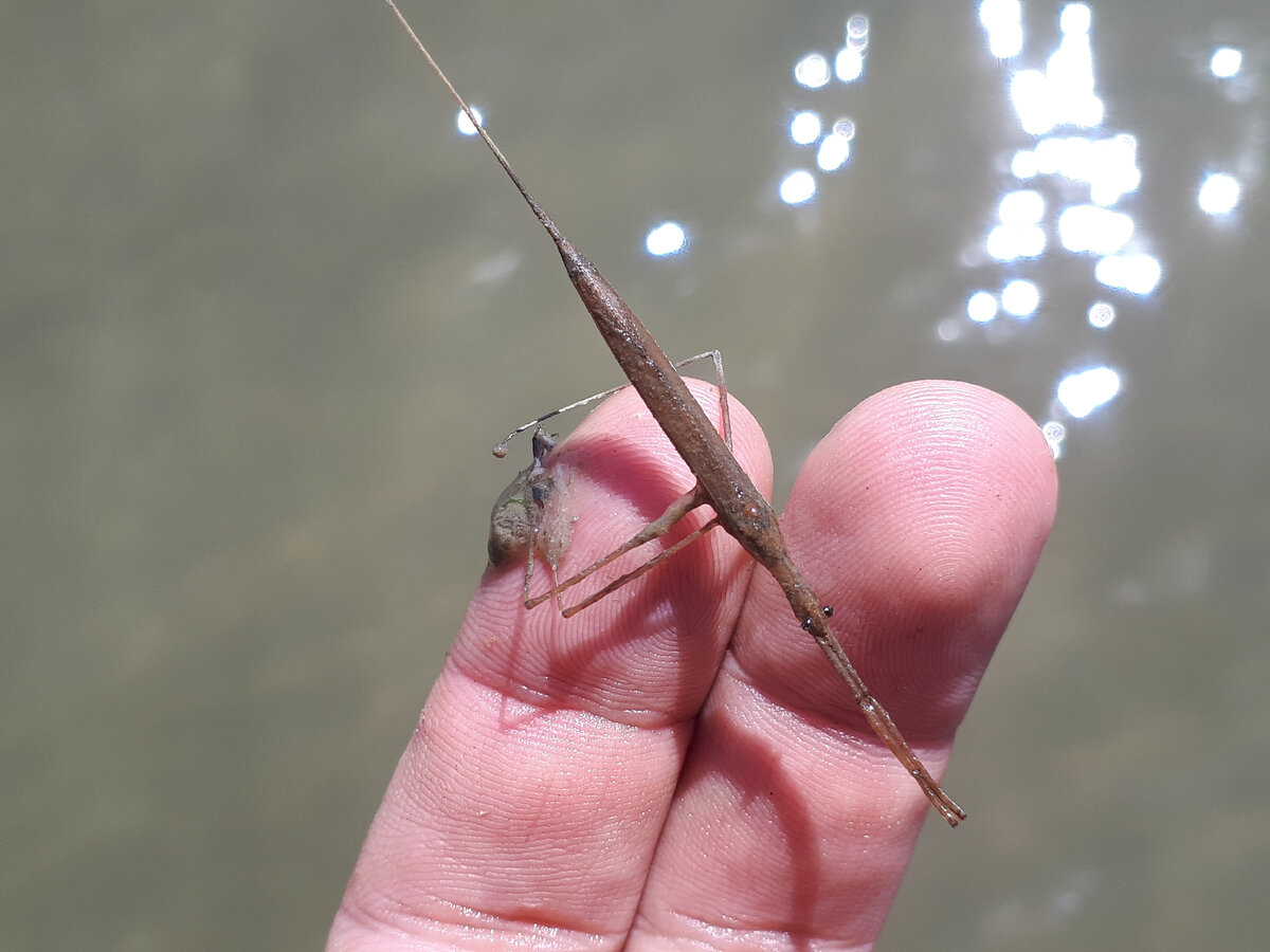 Водяной клоп ранатра