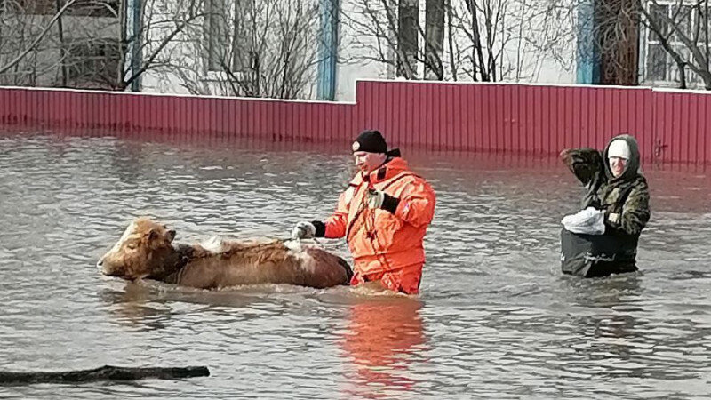     Эвакуация животных из села Михайловское. ГУ МЧС по Алтайскому краю