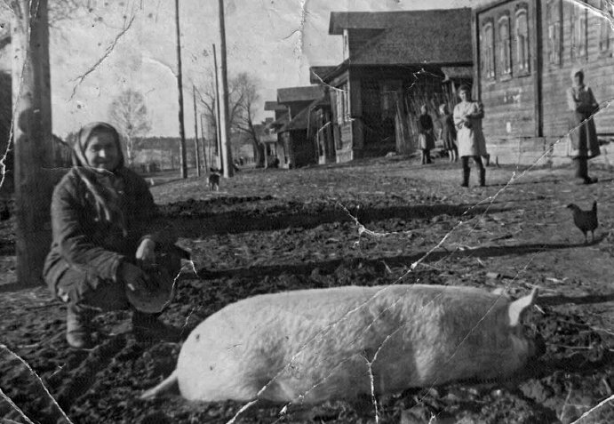 Вот такую картину можно было наблюдать в нашей деревне в 1950-ые годы. Фото из личного архива автора. 