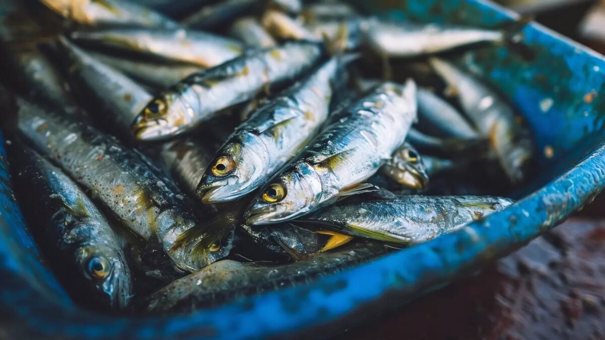     Предприятие располагается вблизи города Семикаракорска в Ростовской области и поставляет рыбу в другие регионы РФ, следует из данных на портале свободных объявлений.