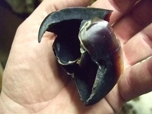 Так выглядит клюв кальмара