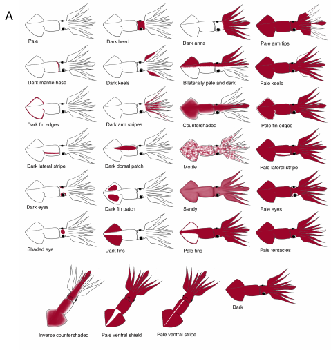 Богатый и разнообразный набор сигналов у кальмара