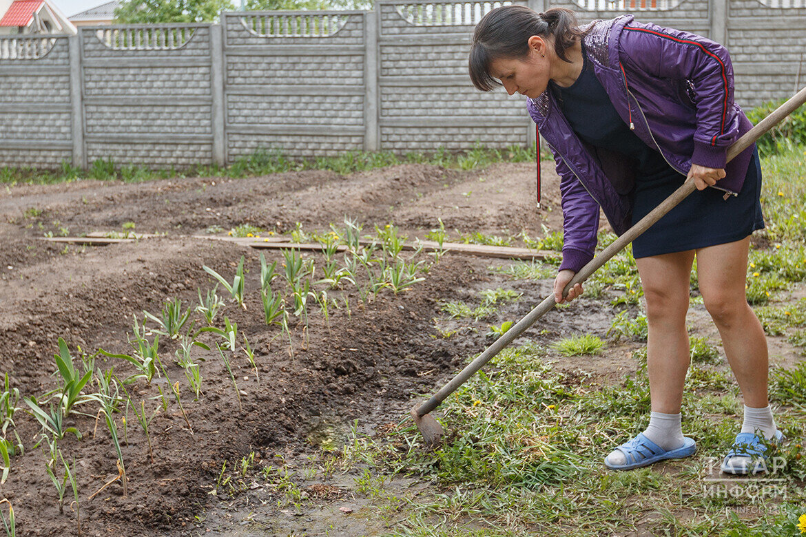 Мы высаживали и высевали морковь, капусту и свеклу с учетом фаз Луны. Там была целая схема с контролем результатов. Удобрения тоже вносили по лунному календарю и в режиме подкормкиФото: © Владимир Васильев / «Татар-информ»