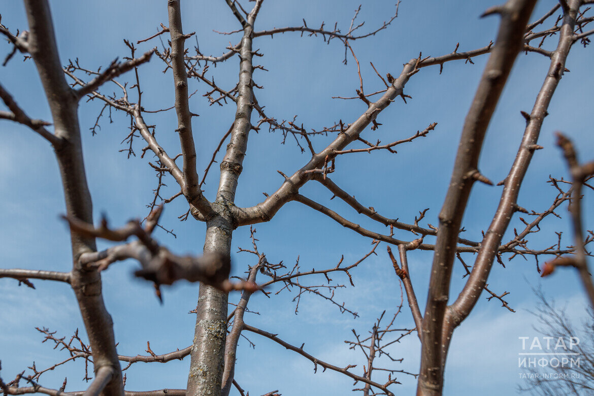 Как только снег сойдет, можно обработать плодовые кусты горячей водойФото: © Владимир Васильев / «Татар-информ»