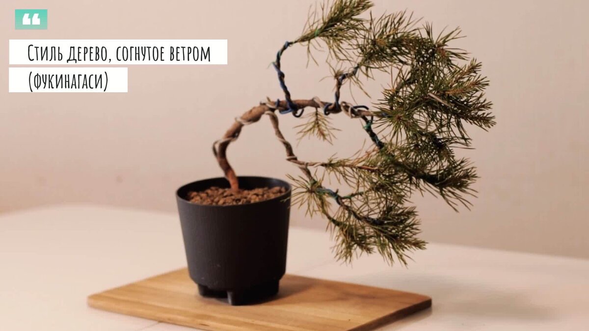 Карликовая ива “Хакуро Нишики” (Bonsai Willow Hakuro Nishiki) | Мой Ванкувер (My Vancouver)