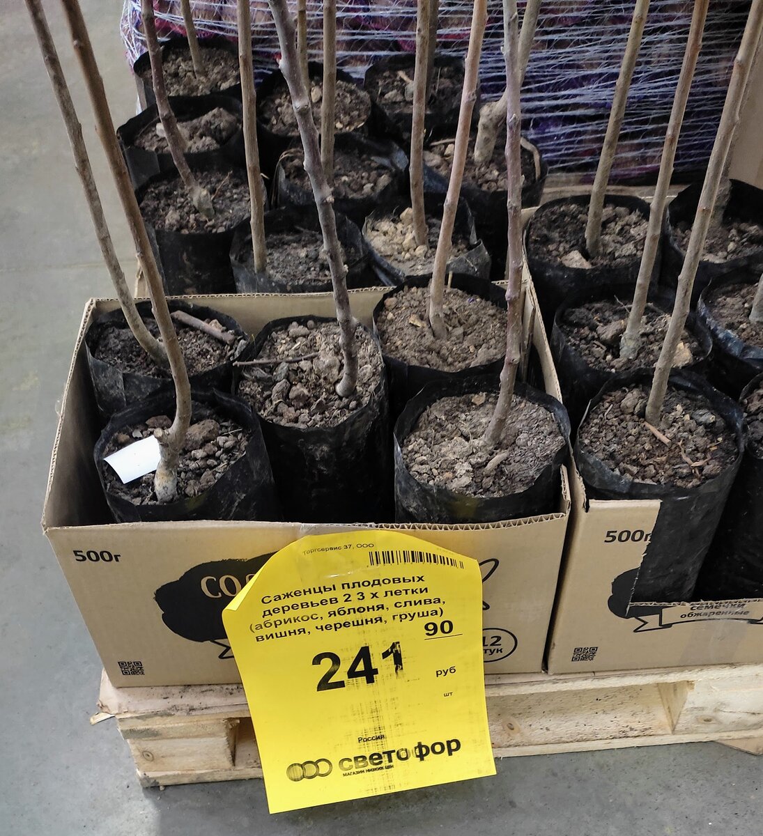 Саженцы с Светофоре.