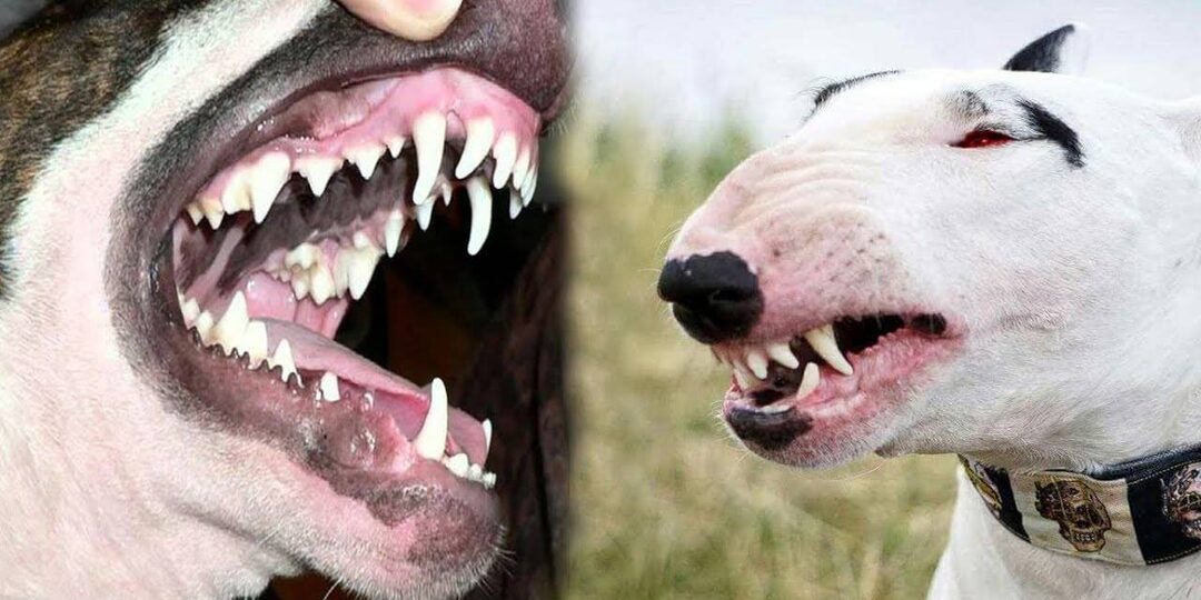 «Маньяк-убийца» бультерьер признан самой дружелюбной породой собак. Неужели все наши шаблоны ошибочны?