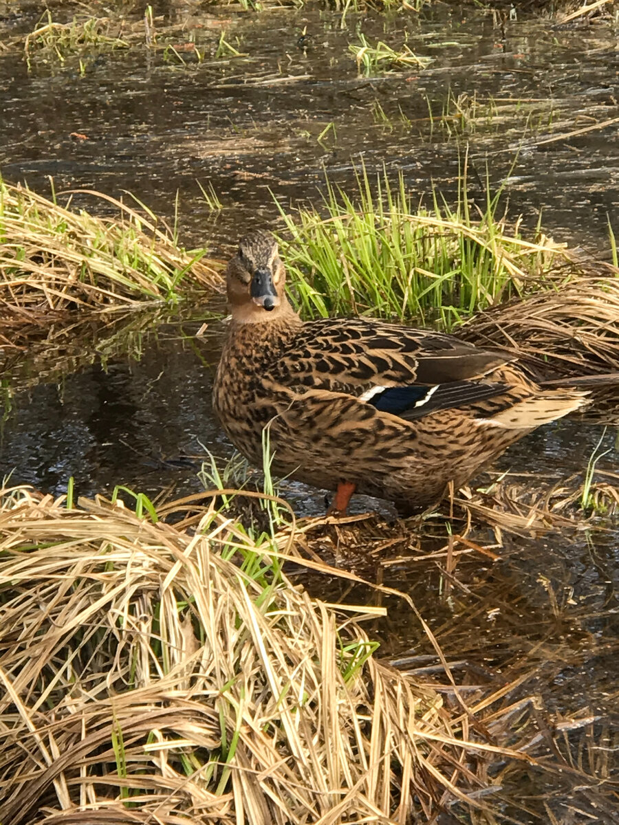 Авторское фото весна 2023 года – подсадная утка кряква на отдыхе и кормлении в деревне Орел.