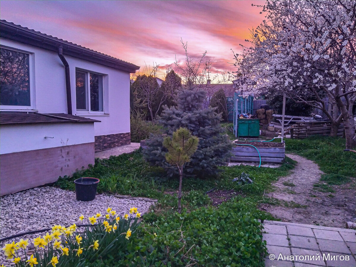 Старокрымский весенний закат в интерьере цветущих нарциссов и миндаля.