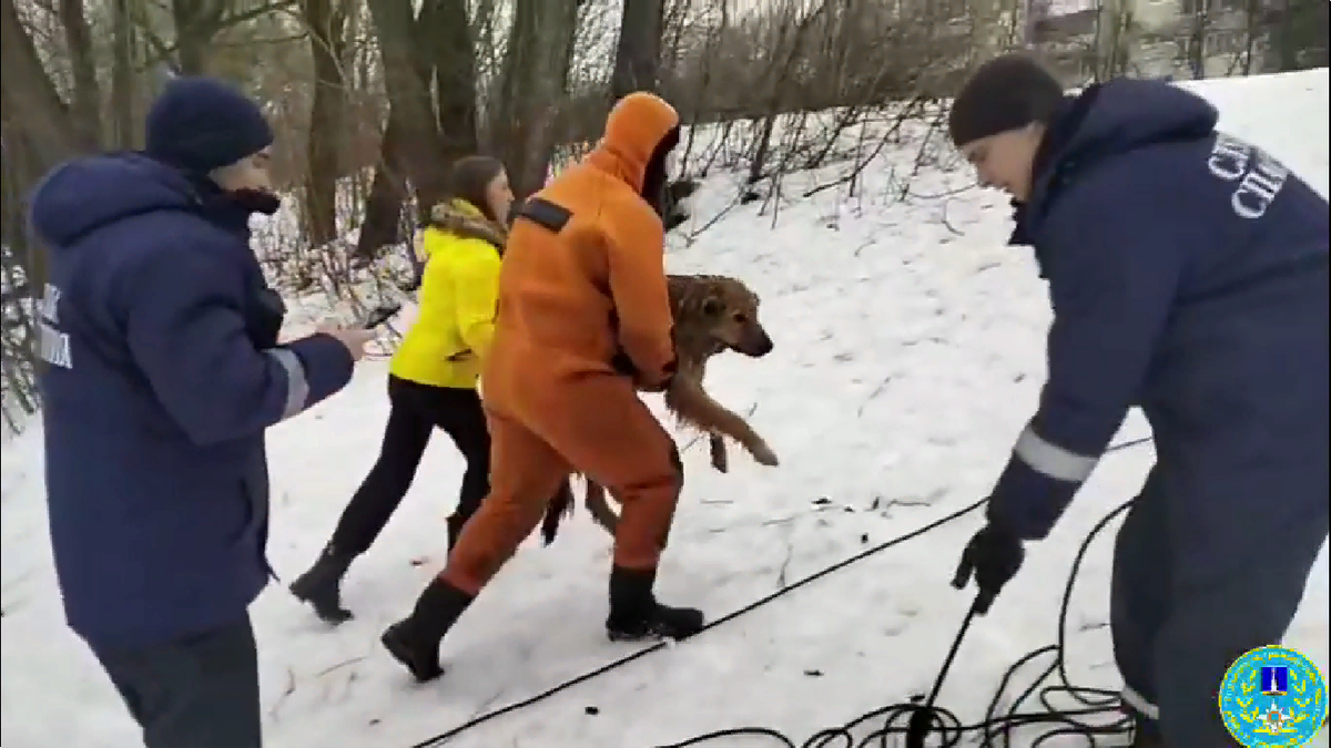 Успели спасти!