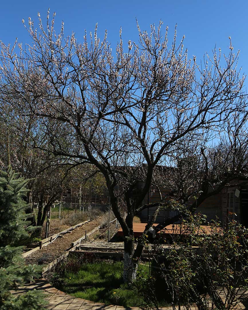 Абрикос 34 года, нажмите на фото для увеличения.