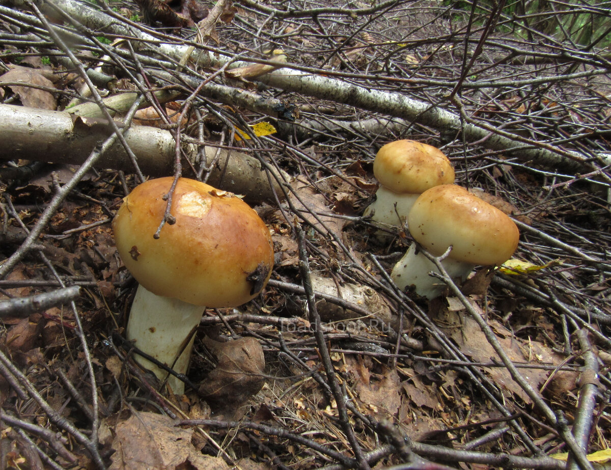 Это не горизонт завален, это грибы растут косо! (фото И.Лебединского)