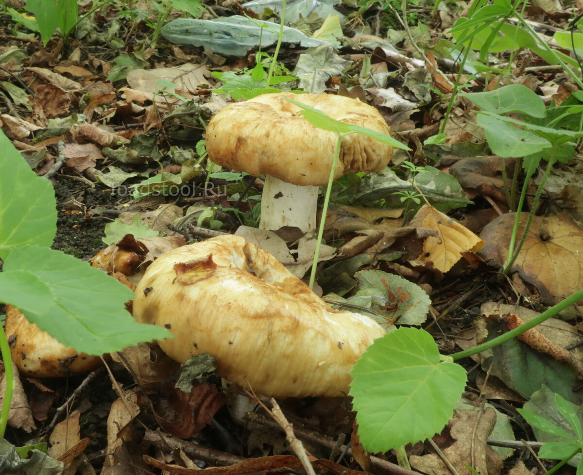 Буквально через день грибы превращаются вот в такое (фото И.Лебединского)