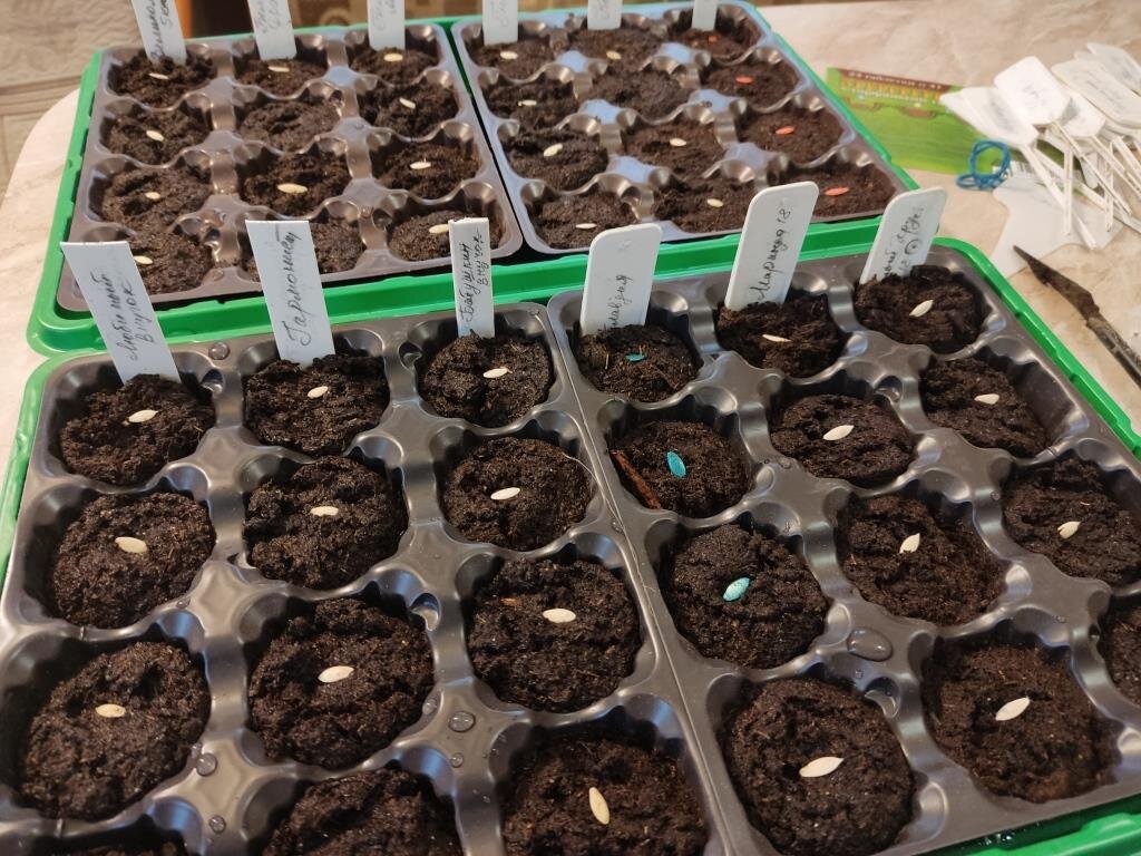 Посев огурцов на рассаду в марте. Огурцы рассада. Лунный календарь на 2022 для посадок рассады. Посев семян на рассаду. Рассада овощей.