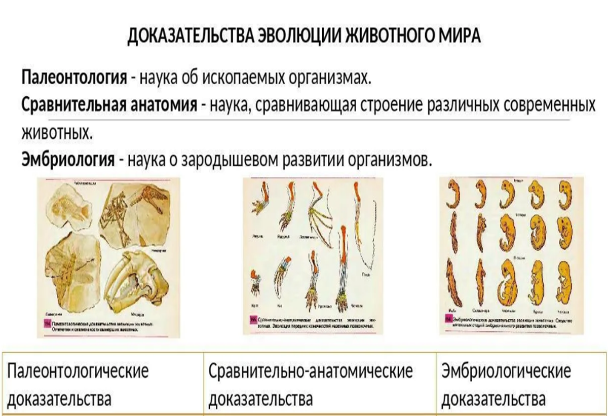 Палеонтологические доказательства эволюции всегда приводятся первыми, когда эволюционисты пытаются аргументировать теорию.