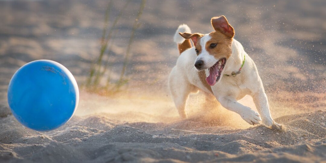 8 пород собак, которые удивительно энергичны и игривы в пожилом возрасте