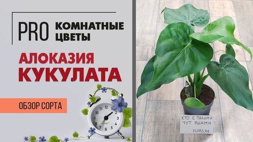 Алоказия Кукуллата - большой сорт алоказии | Нюансы ухода за алоазией