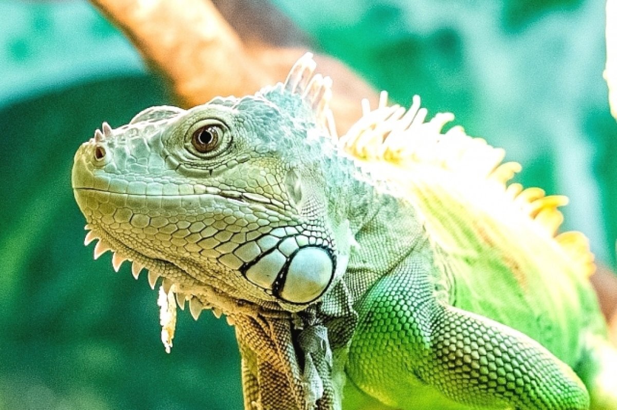    В Ростове зоопарк с 1 апреля перейдёт на летний режим работы