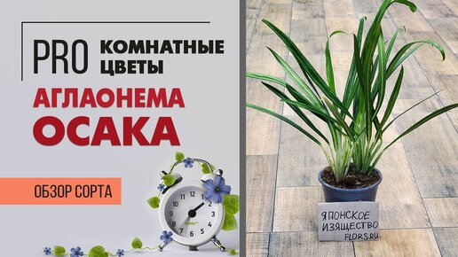 Аглаонема Осака - необыкновенный сорт | Отличный вариант для подсадки к крупномерам